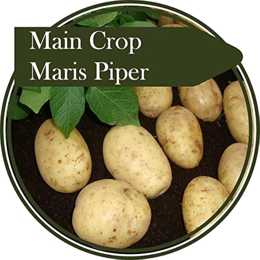 Tuberi di patate da 2 kg – Maris Piper – Patata principale – Una delle piante più versatili e attraenti con fiori viola – Le patate hanno un sapore ottimo come patatine, purè, arrosto o semplicemente 218663452